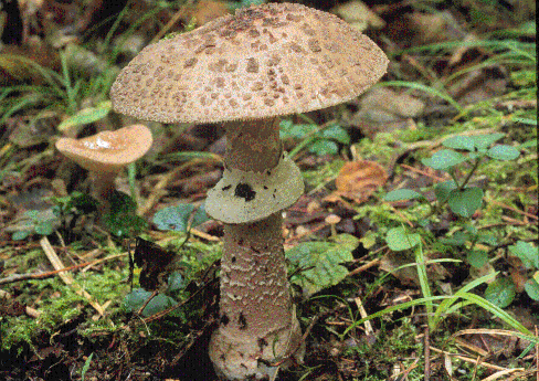 AMANRUBE