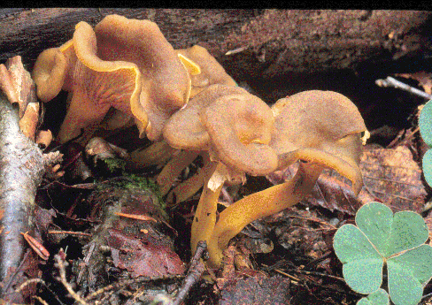 CANTHUS2