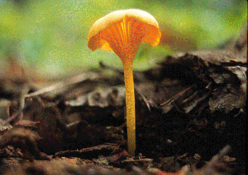 CANTHUS4