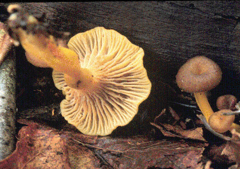 CANTHUS5