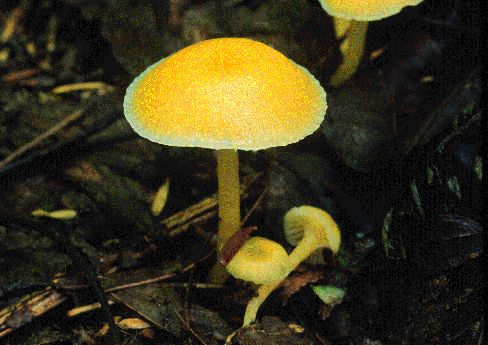 HYGRUS