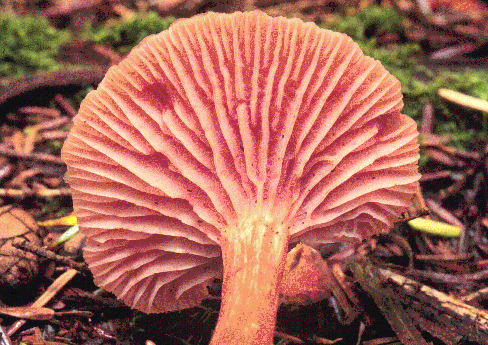 LACCARIA
