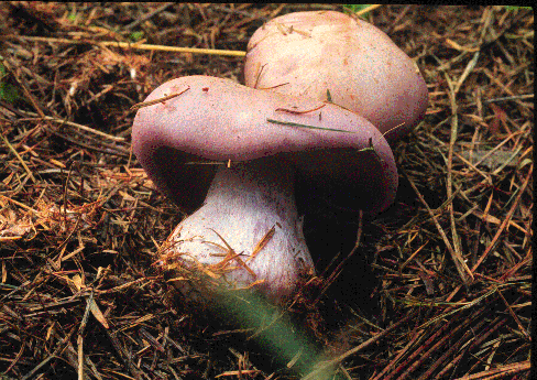 LEPISTA1