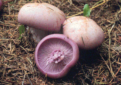 LEPISTA2