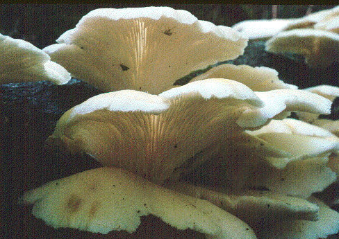 PLUROTU3